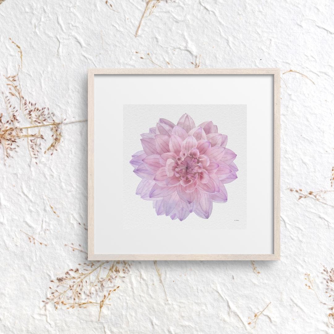 Pink Dahlia Watercolor Art Print: Botanical Home Decor